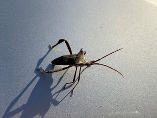 spider on the wall