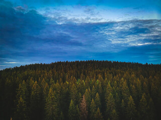 clouds over the forest
