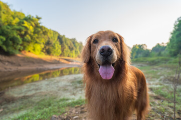 Fototapeta premium Golden Retriever looking at the camera, outdoor shot