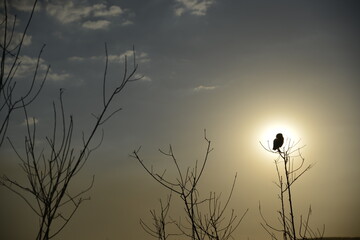 Obraz premium Sunset and bird