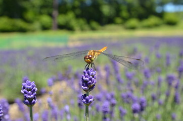 A dragonfly resting on a lavender flower.