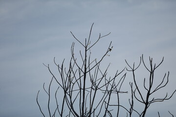 Bird and Sky