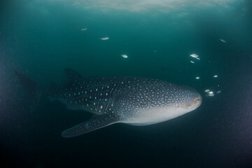ジンベイザメ　海　水中写真