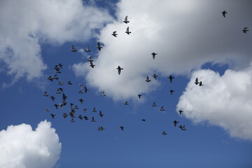 nature, bird and sky