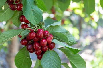Bunch of red cherries on a tree ready for harvest and eating.