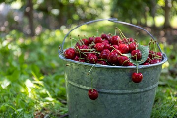 Metal bucket full of delicious hand picked red cherries.