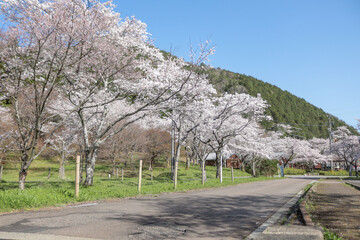 Fototapeta na wymiar 春の寺尾ヶ原千本桜の並木道