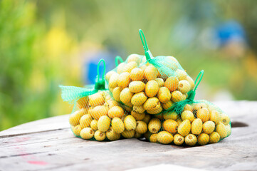 Fresh dates in yellow Asian farmer's fields ready for market