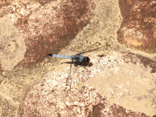 岩の上にトンボ