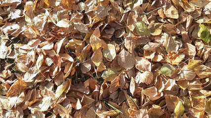 Autumn has come, winter is coming soon.