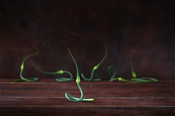 Elegant twisted young green garlic stalks on a dark background