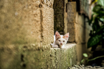 GATITO