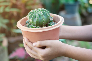 Cactus flowers in a beautiful nursery are in full bloom. Cactus with flower, in a brown pot on nature background.