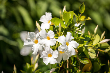 Naklejka na ściany i meble white spring flowers in the garden