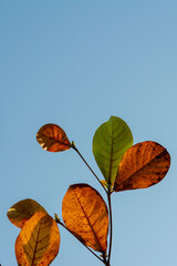 Autumn leaves on blue sky.  Indian almond leaves in autumn with a blue sky