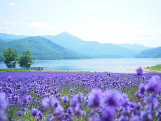 北海道の絶景 南富良野町かなやま湖ラベンダー園