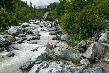Beautiful scenery with small pink flowers of fireweed among boulders and stones near powerful...