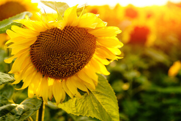 Sunflower field. Sunflowers flowers. Landscape from a sunflower farm. Produce environmentally friendly natural sunflower oil. Lots of sunflowers.
