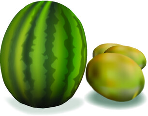 watermelon and kiwi illustration on white background for children learning
