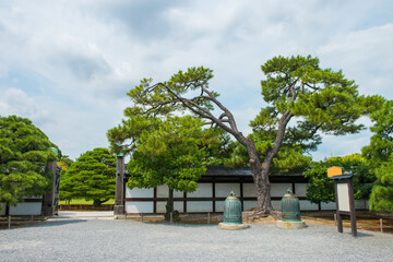 Pine and maple trees in Nijo Castle Ninomaru palace kyoto Japan.