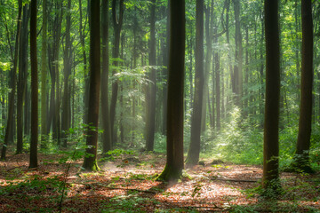 Obraz premium morning in the green forest