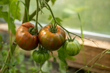 tomatoes in a garden