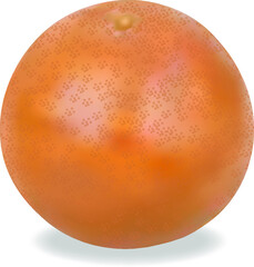 Colored grefruit illustration on white background for advertising poster