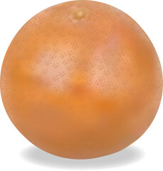 Color illustration of grefruit on white background