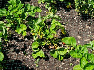 Erdbeerfeld in einem Garten