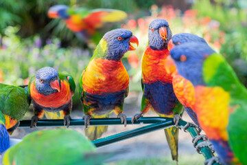 Group of colourful lorikeets in Australia all chatting together while the camera focuses on a...