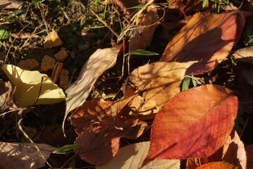 落ち葉