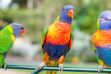 A colourful lorikeet looking inquisitive sitting on a green metal bar outdoors between two other lorikeets in Australia