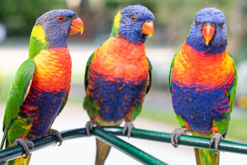Three colourful lorikeets sitting together on a green feeding bar outdoors in Australia