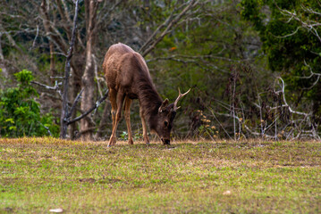 A deer in the forest