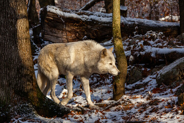 Pensive - America's heritage and folklore is brought to life with tales of the wolf
