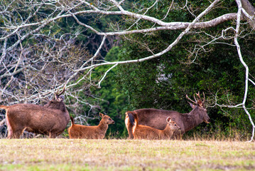 A  group of deers in the forest