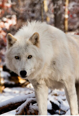 Obraz premium Penetrating Stare - America's heritage and folklore is brought to life with tales of the wolf 