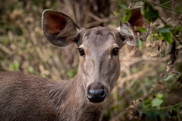 A deer in the forest