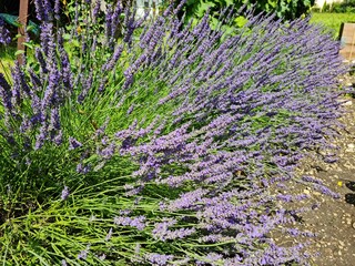 Lavendelhecke in einem Garten