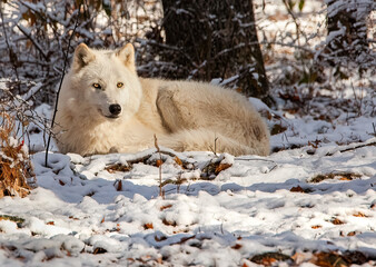 Resting - America's heritage and folklore is brought to life with tales of the wolf
