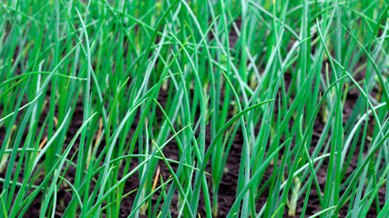 Spring onions growing in vegetable garden, young spring onions

