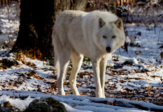 Wary - America's heritage and folklore is brought to life with tales of the wolf
