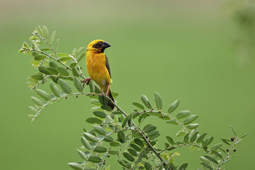 Asian golden weaver on tree in nature with green background