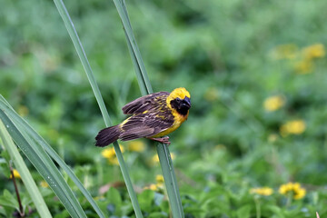Asian golden weaver on tree in nature with green background
