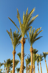 Obraz na płótnie Canvas Palm trees with a blue sky on the background.
