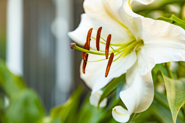 White Lily - Casa Blanca Variety