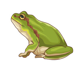 Cute and realistic frog
