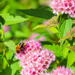 Spirea branch. Blooming Japanese spirea pink flower with a bee in the summer garden.