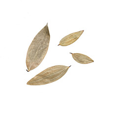 bay leaf or leafs or bay leaves on white background 