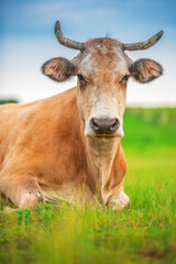 Naklejka na ściany i meble Cow in a meadow green grass. Farm animal.